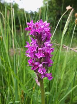 Northern marsh orchid